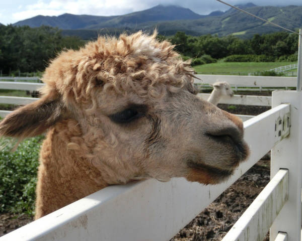 アルパカ